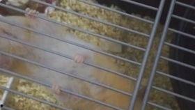 调皮吃瓜的视频,揭秘视频背后的欢乐与智慧