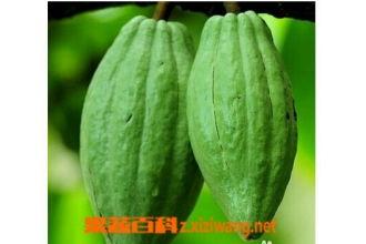 _乳瓜怎么吃,乳瓜的多样吃法全解析