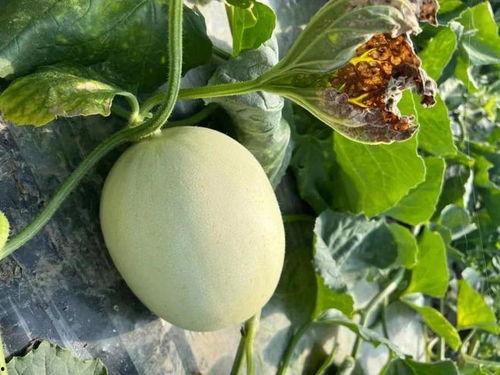 吃瓜特别甜蜜,尽享夏日美味