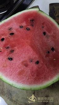 鸽子吃瓜的视频,一场别开生面的“吃瓜”盛宴