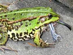 青蛙吃瓜照片,夏日田园趣味瞬间