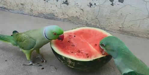 鹦鹉打架吃瓜,吃瓜群众围观奇观