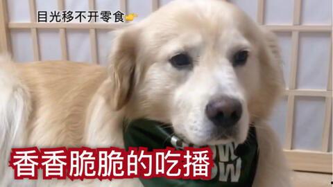 吃瓜吃的小狗视频