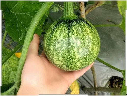 小娱儿吃瓜,揭秘娱乐圈那些不为人知的幕后故事