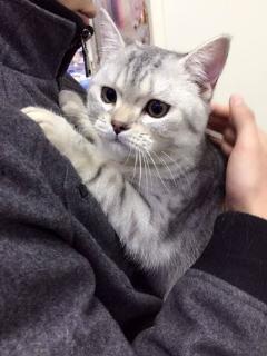 吃瓜视频狗头,揭秘网络热梗背后的趣味与思考