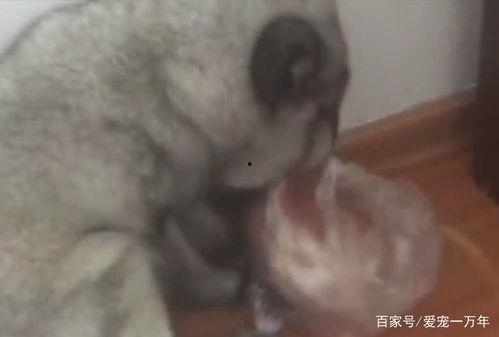 圆圆脸吃瓜